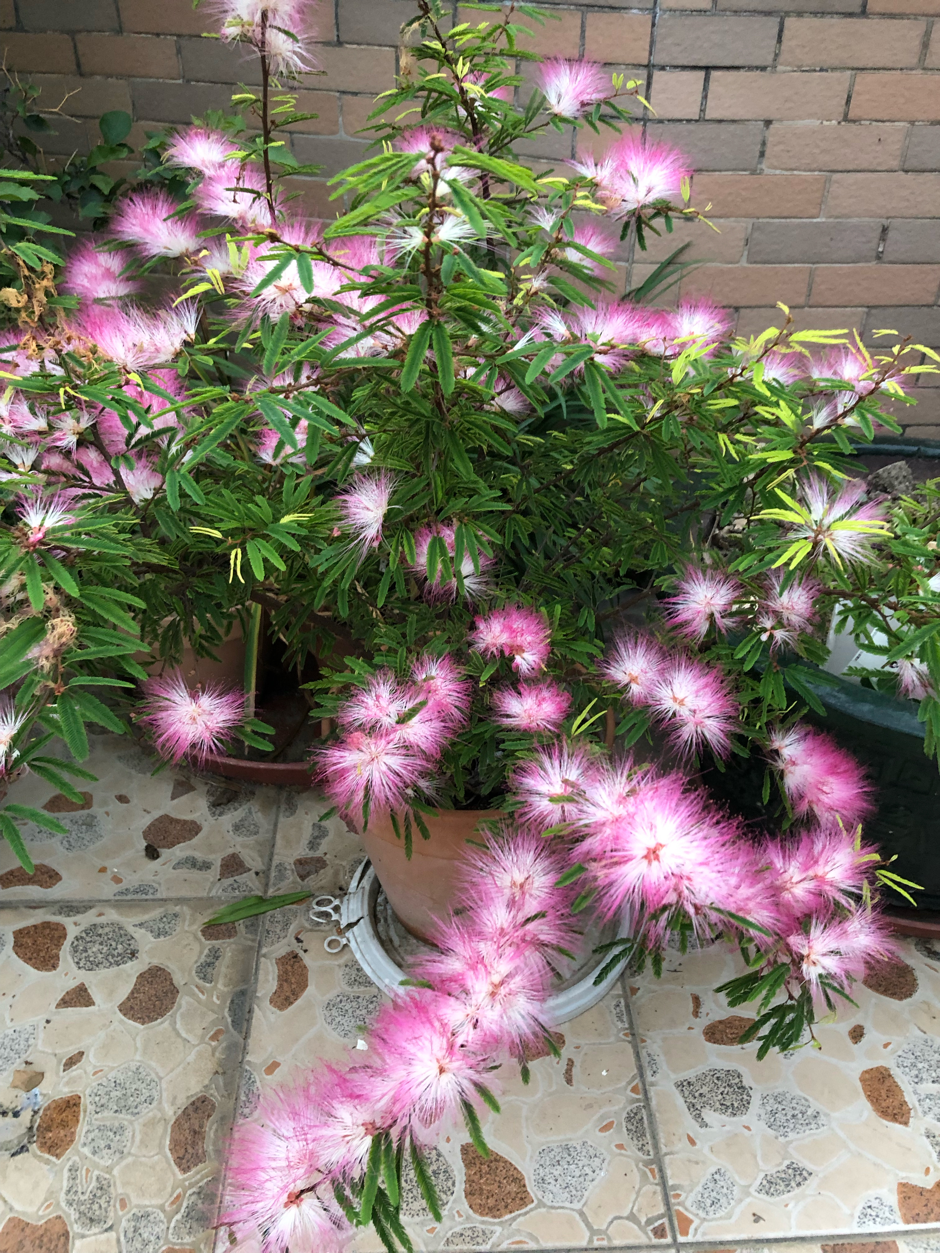 网红植物"香水合欢"—花色美丽梦幻,花香堪比香水,三季有花开