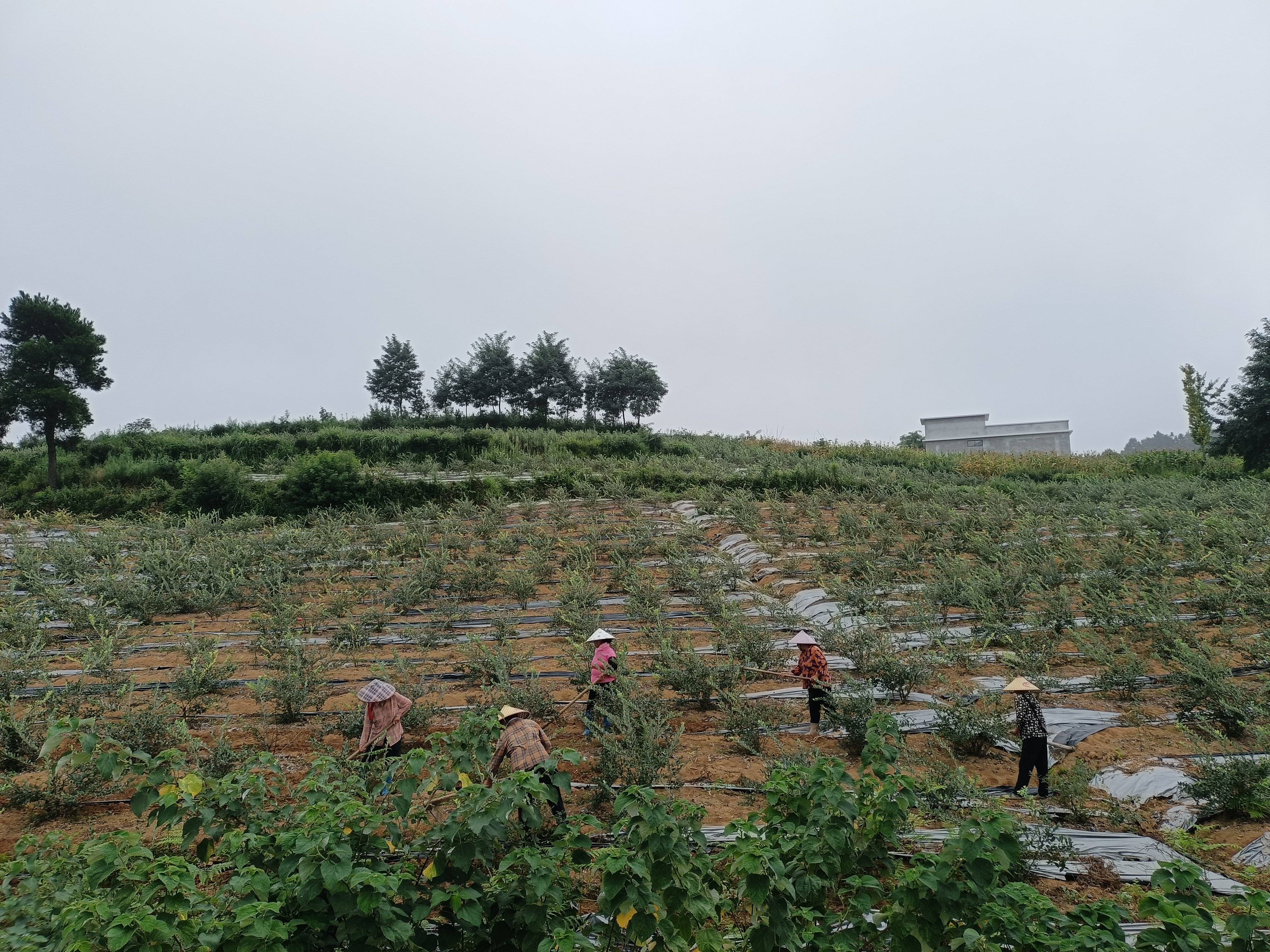 麻江县首试第二季蓝莓套种夏大豆高效 生产模式