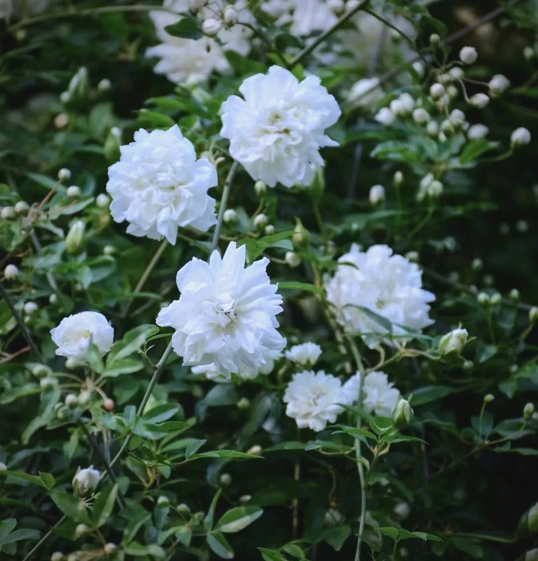 荼蘼花:一种富有寓意与多样文化内涵的植物