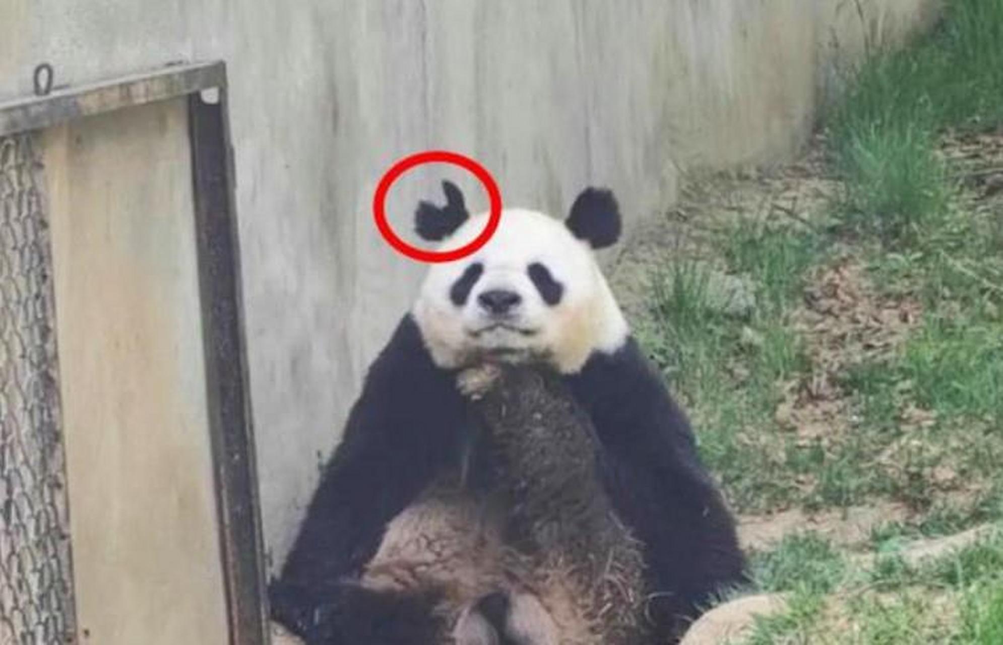 这个用一只脚顶住下巴沉思的滚滚叫阿宝,他现在内心可是受到了一万点