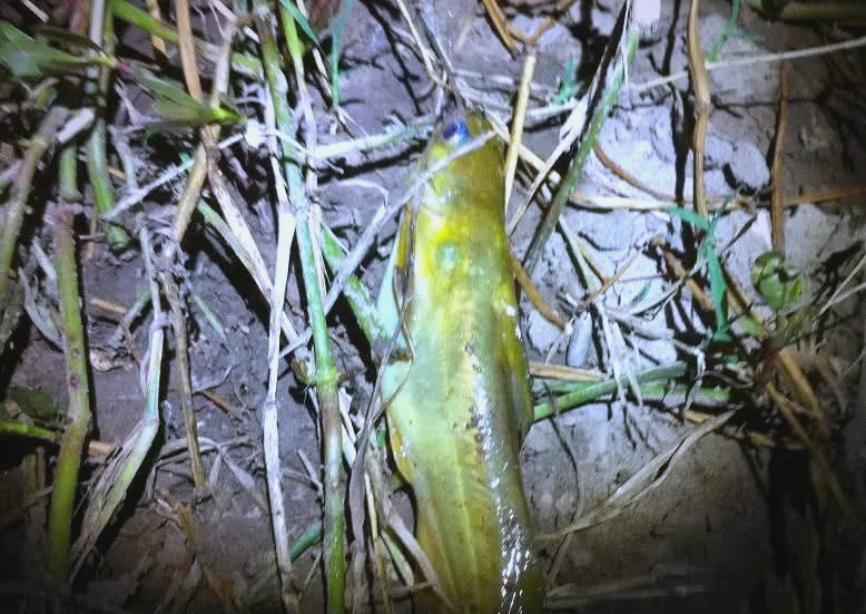 贵州角角鱼:美味诱惑与钓食乐趣的完美结合