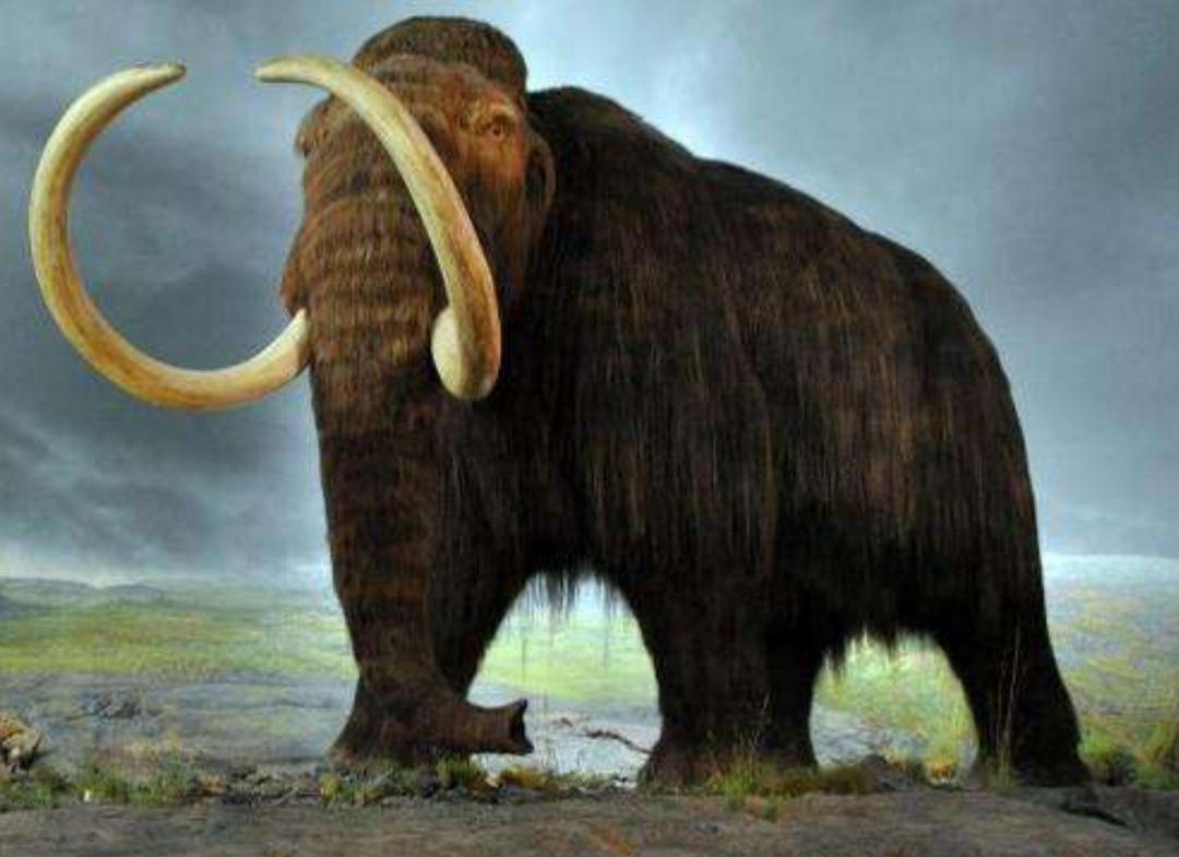 远古人类宁愿捕杀猛犸象,也不敢动小得多的非洲象,原因何在?