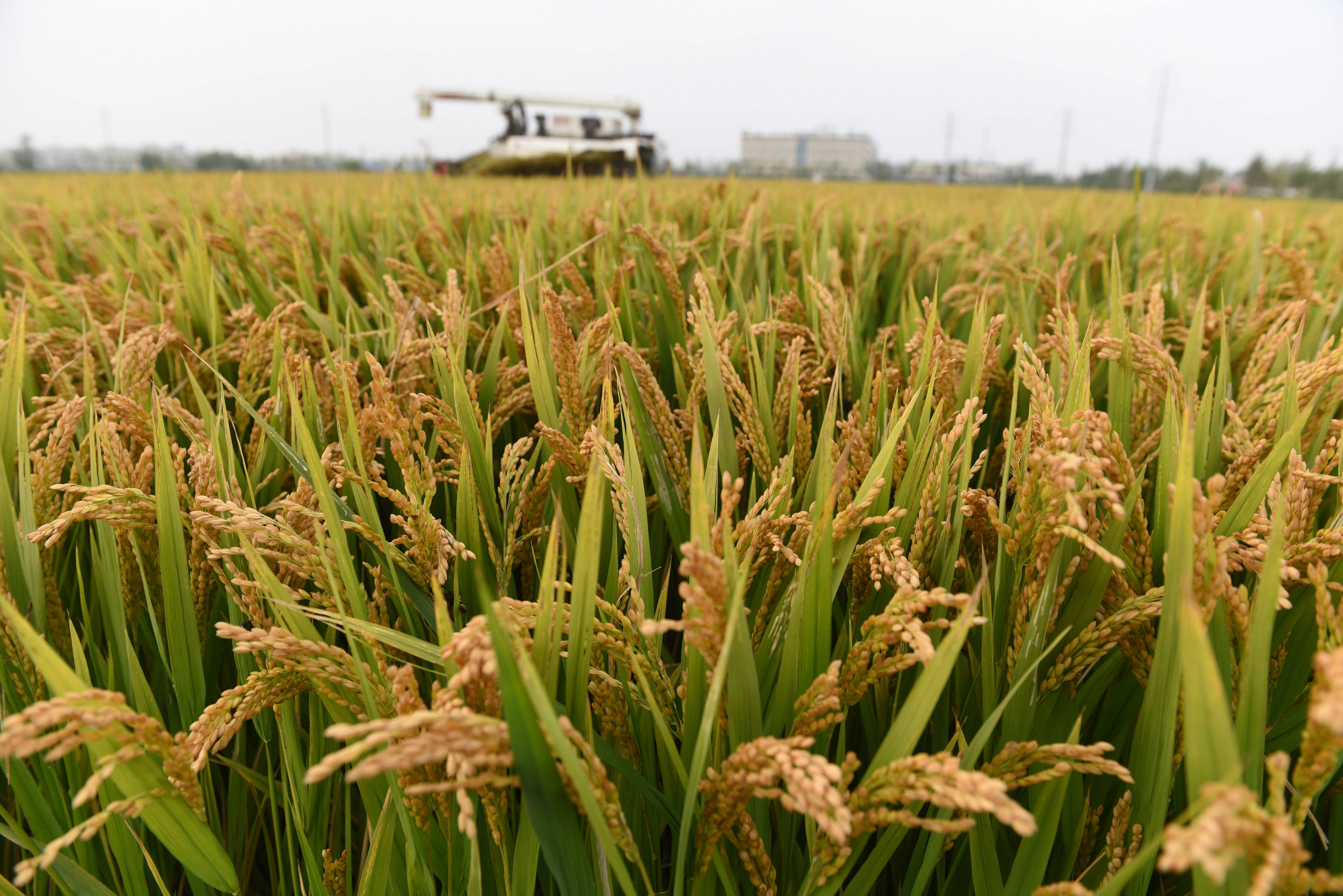 山东郯城:"鲁南粮仓"40万亩水稻丰收开镰