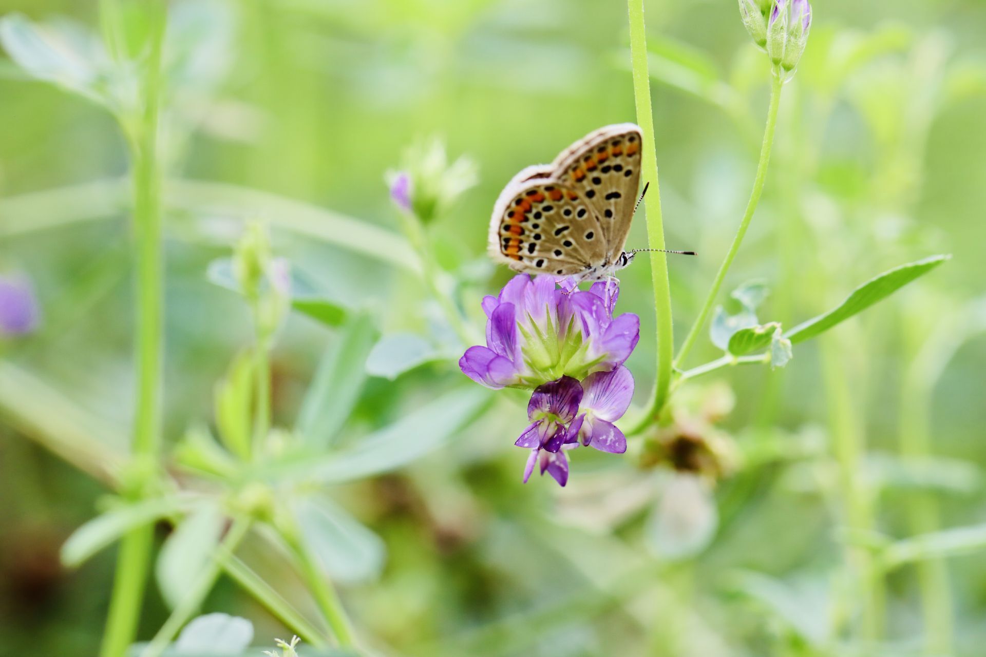 组图|微距中的风景