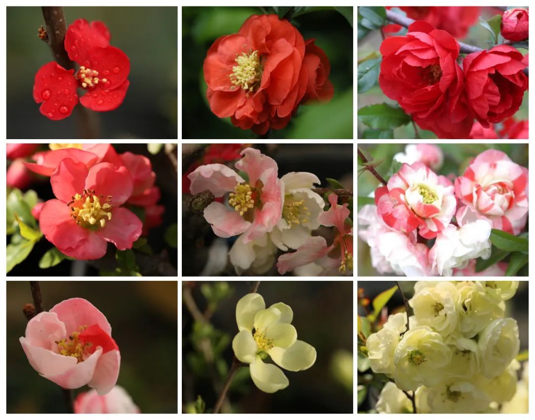 海棠花种类图片及名称图片