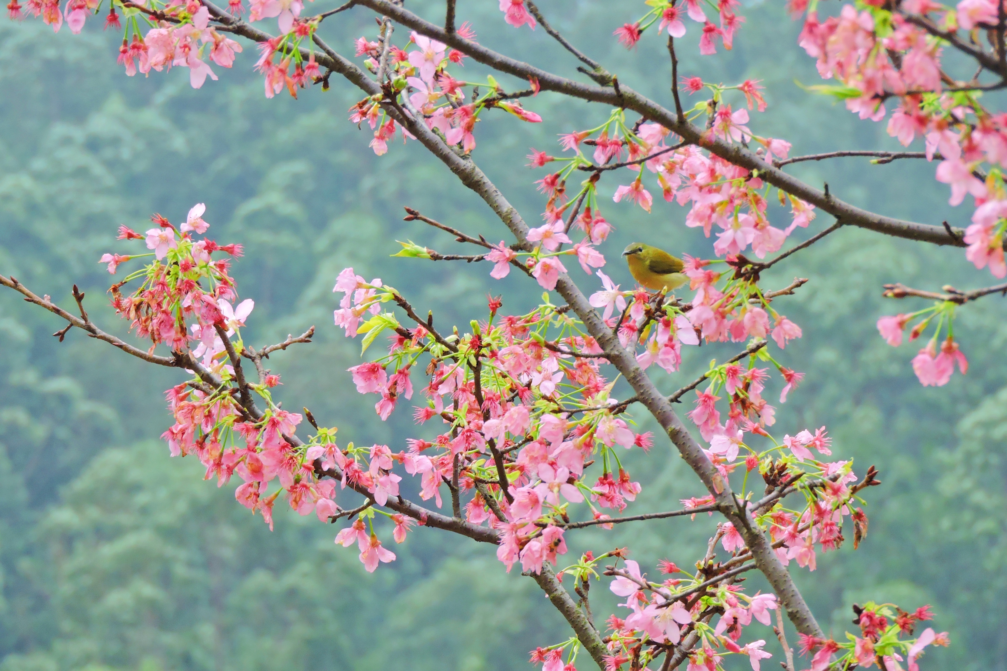 春暖花开时节 且来番禺寻"樱"