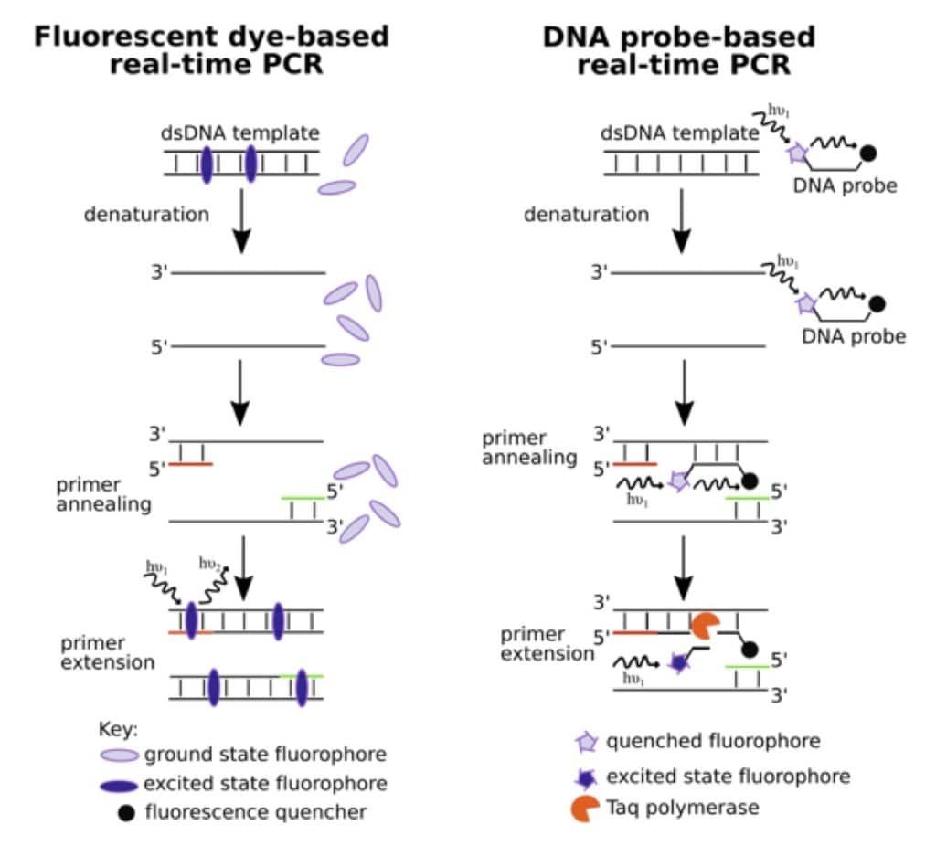 实时荧光定量pcr(rt-pcr)