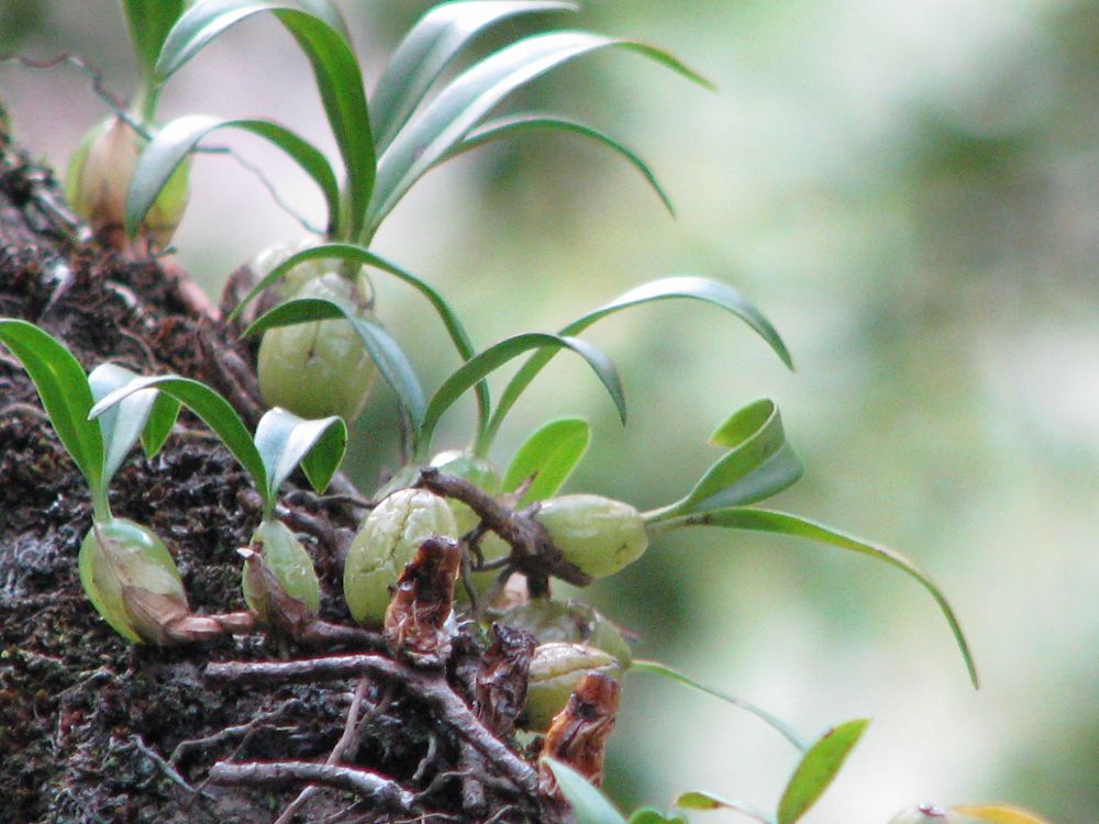 石头上的"桃子",被称为"仙桃",15元1斤,山里遇到好好珍惜