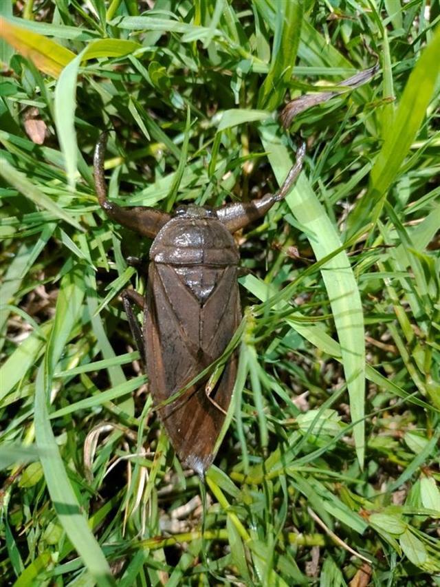 萤火虫飞舞溪边 罕见田鳖现踪"指标性"生物见证城市生态"上扬线"