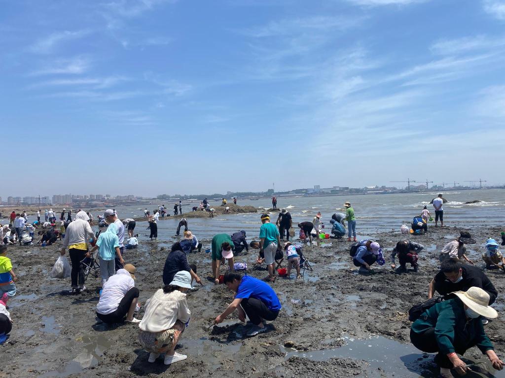 原汁原味,红岛蛤蜊节欢乐启幕!青岛城阳打造全域旅游时尚化发展典范