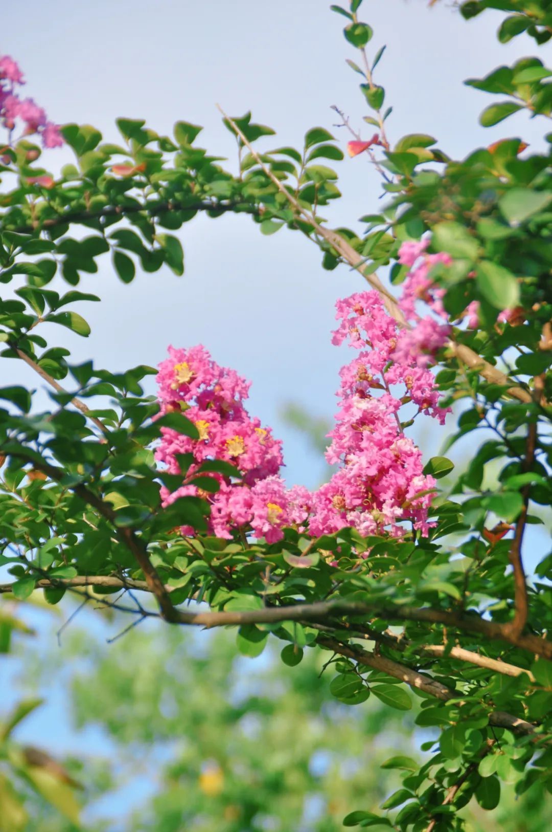 紫薇花开,灿若云霞~去青浦环城水系公园赏花