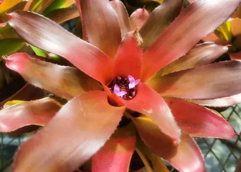 云赏花丨最灿烂的凤梨——彩叶凤梨属