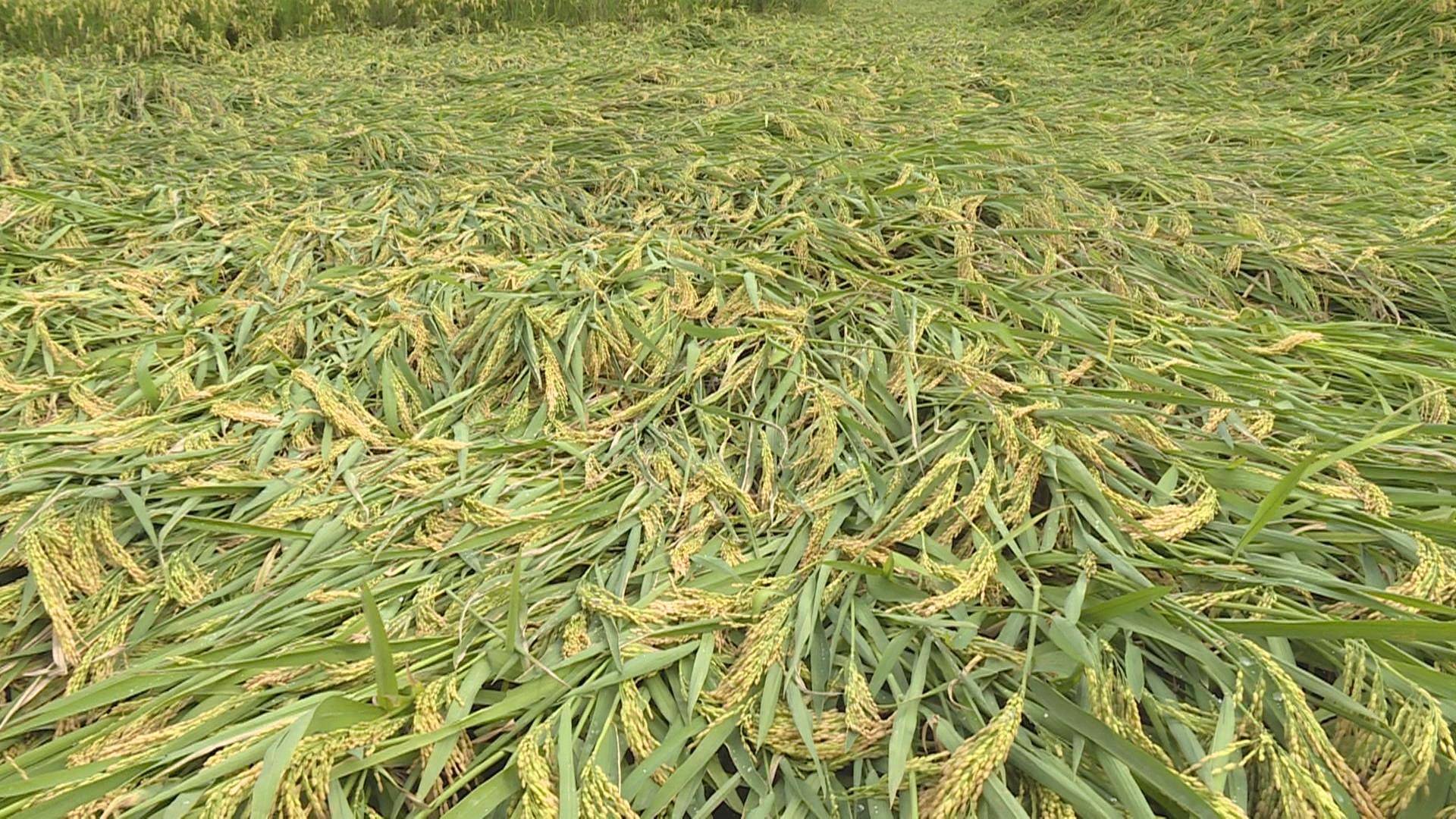 「快点融媒」持续强降雨导致苍南5万亩水稻倒伏 农技专家分赴各个乡镇