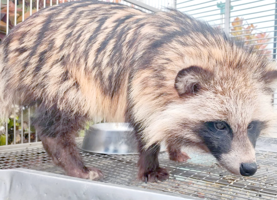 警营新宠:一只活泼可爱的貉幼崽