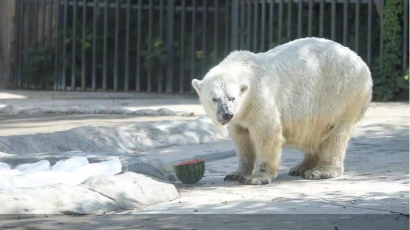 吃西瓜,抱冰块……北京动物园内的动物们是这样避暑的