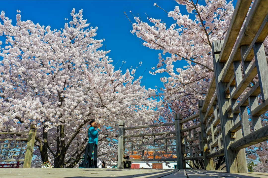 染井吉野樱花语图片