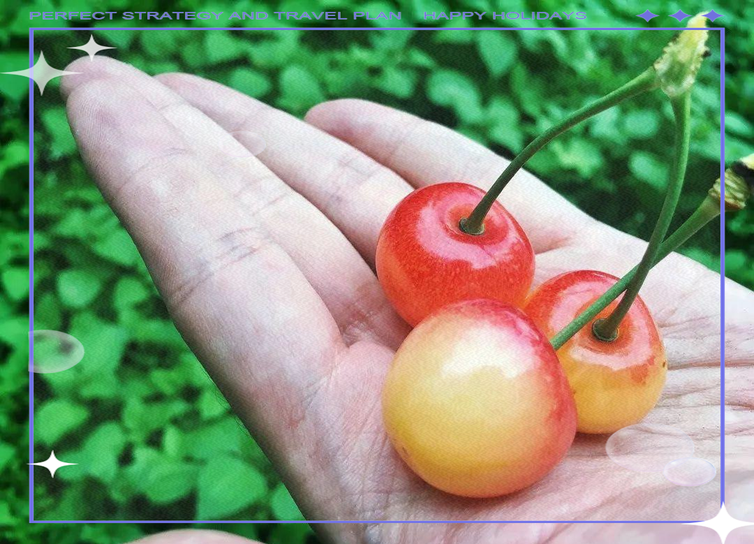 七年间,四川深山里的水晶车厘子之旅