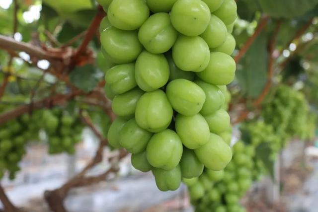 金山人的夏日限定地产晴王醉金香甜蜜上市价格在