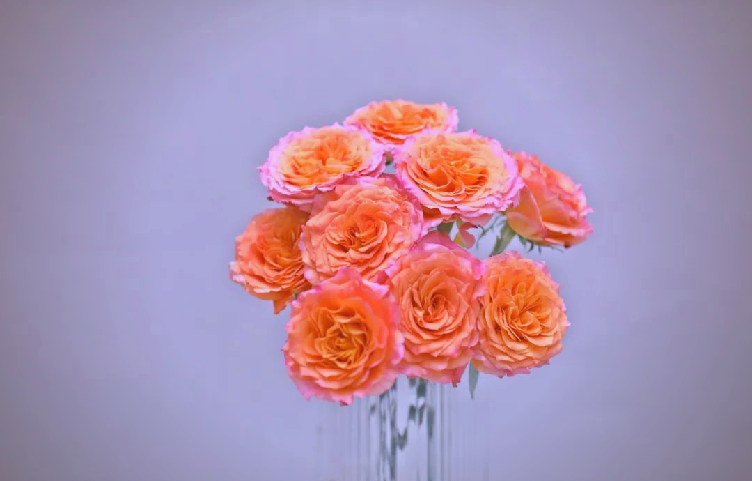 火灵鸟玫瑰:暖色系家居花材,深浅橘粉色带来治愈感