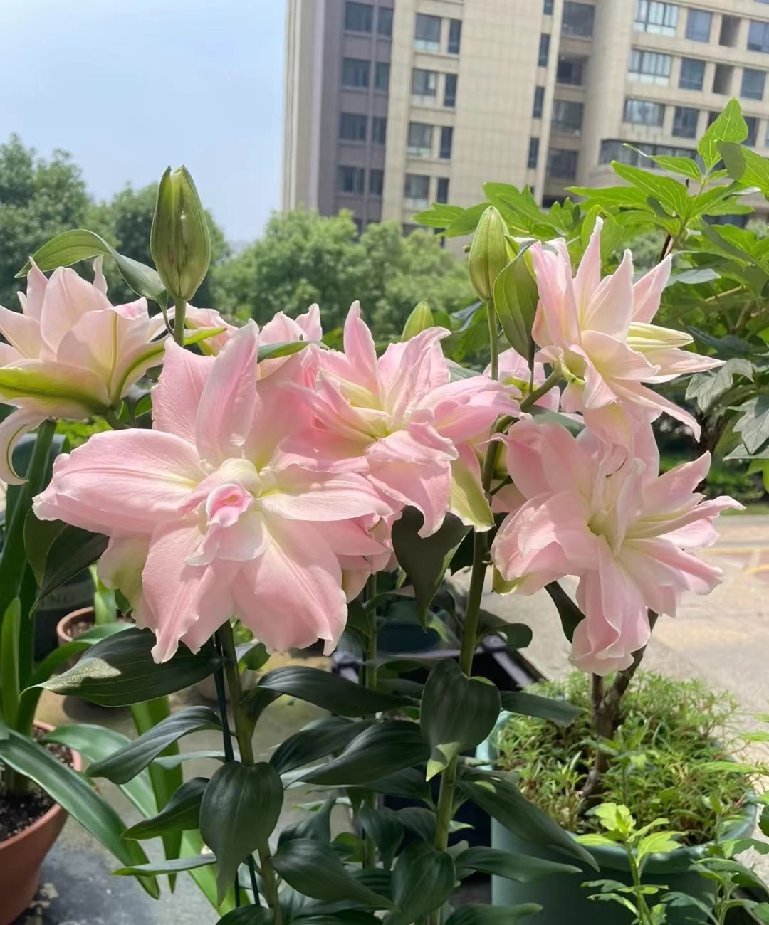 有种重瓣百合花,叫"伊迪莎",花超大,香味好闻,颜值高又好养