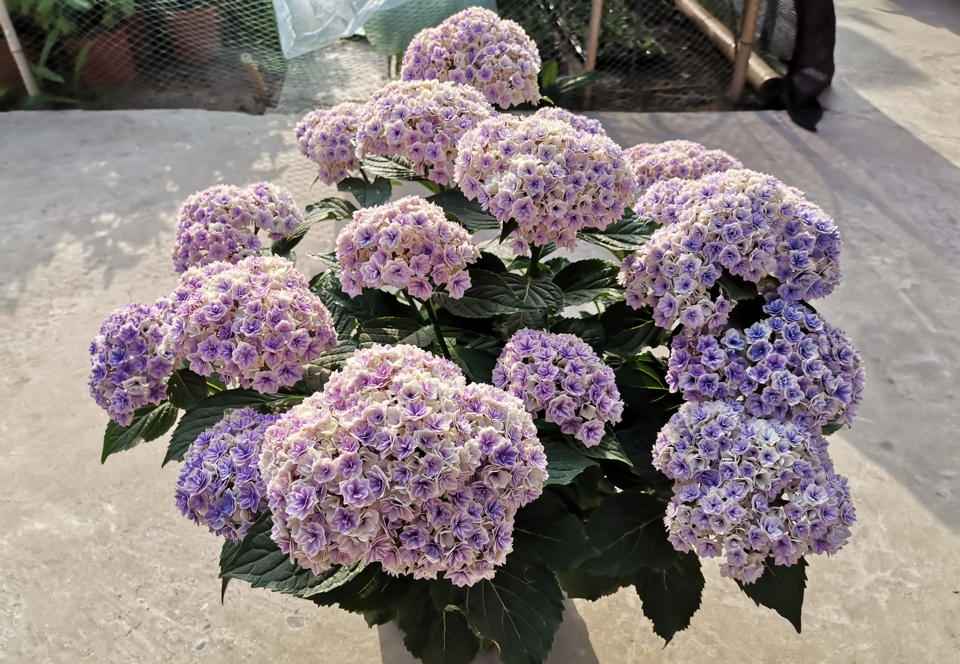 阳台养绣球,就选"夏洛特公主,植株低矮,花大色美,多季开花