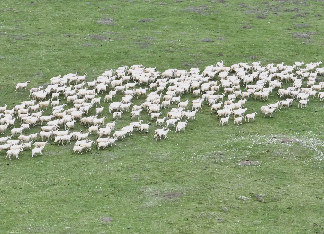 甘加羊跻身国家级保护行列,引领夏河县畜牧业发展新潮流