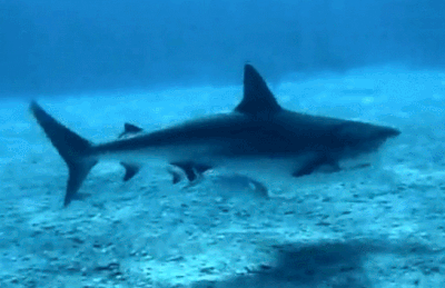 之前有人拍摄到了鲨鱼攻击盲鳗的视频画面,只见鲨鱼悄悄靠近了正在吃