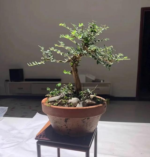 被盆景人忽视的冷门盆景植物水生蓝宝石-蕊帽忍冬