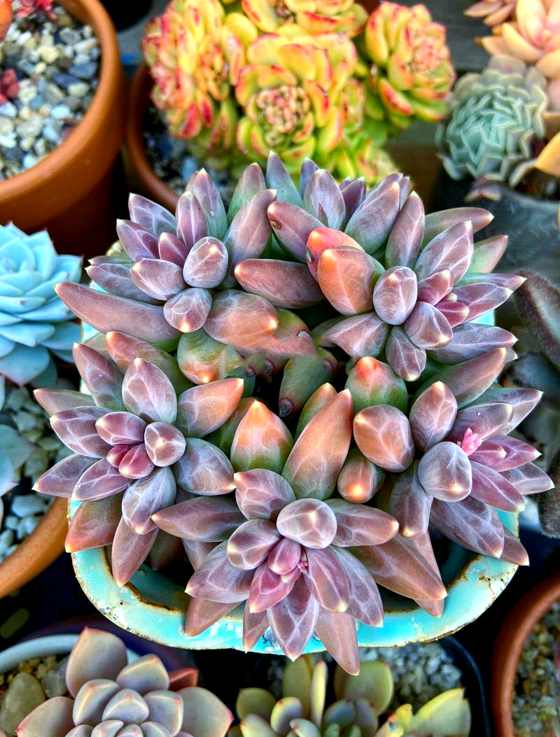 千代田之松:独特多肉植物的魅力与养护指南