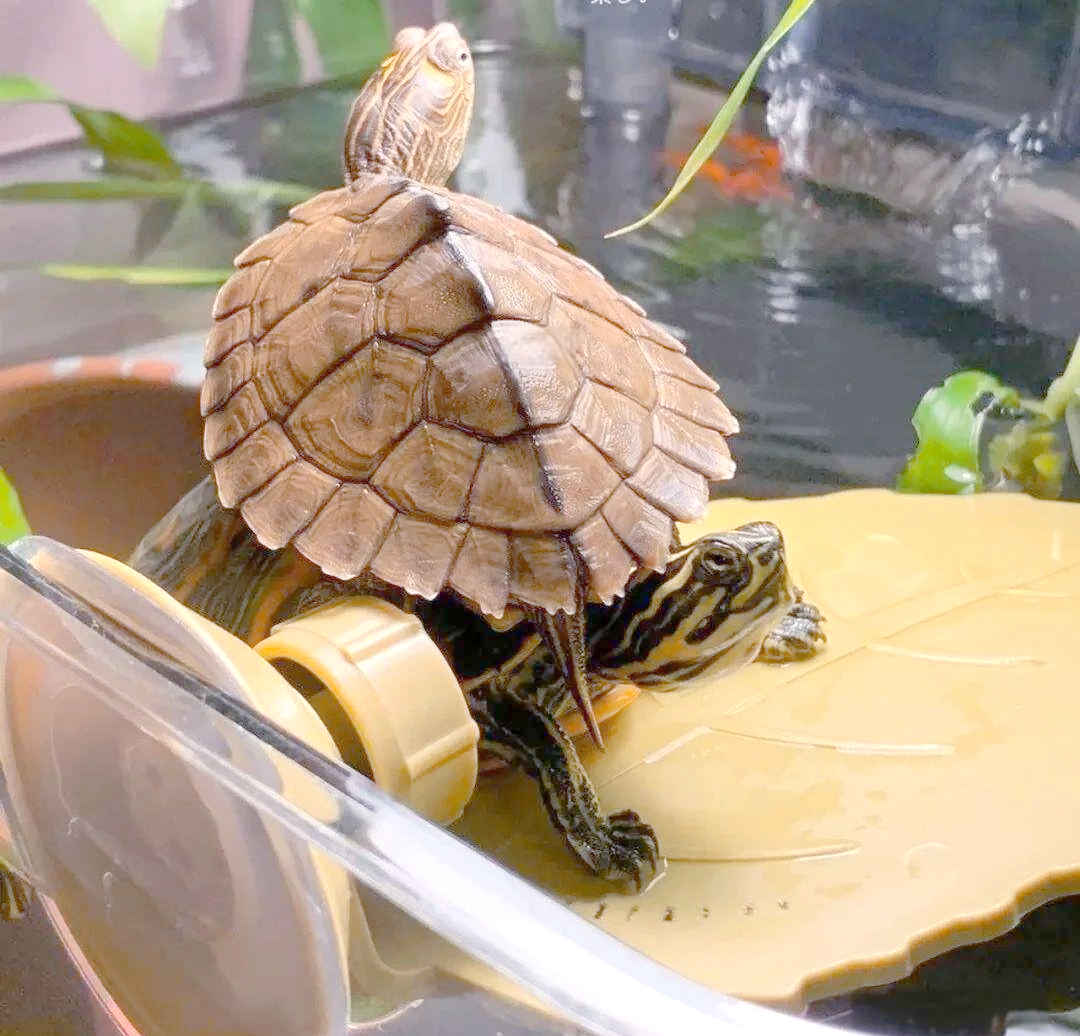 养龟使用晒背灯的注意事项:瓦数选择,放置位置与照射时长