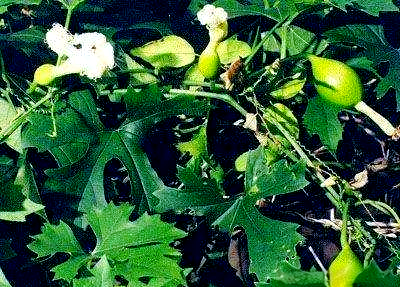 深入探索栝楼：一种功效多样的中草药