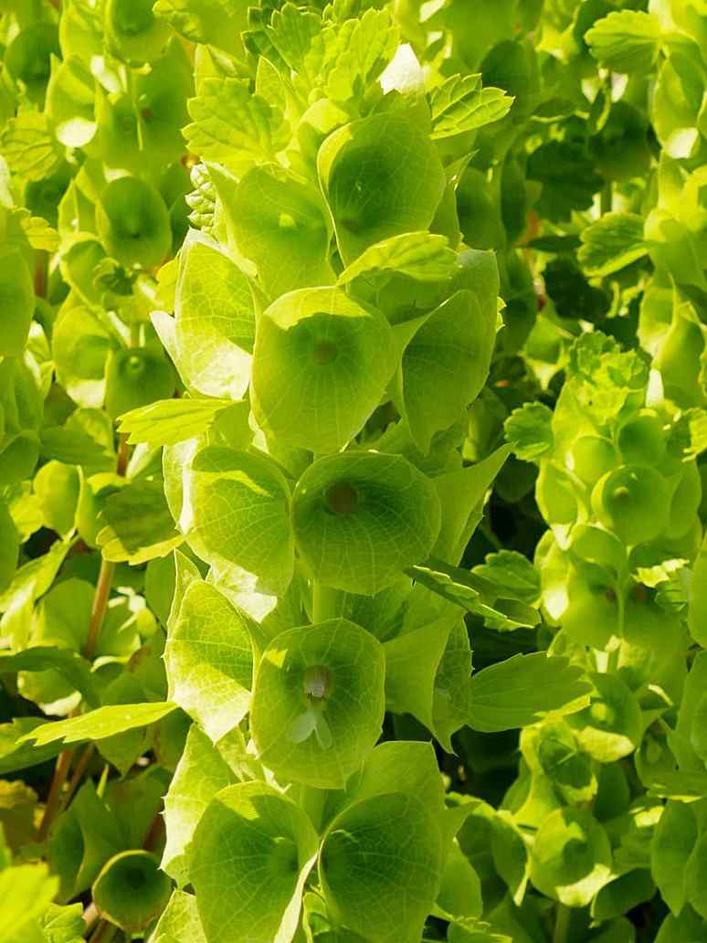 绿色花朵:大自然的翡翠之美!