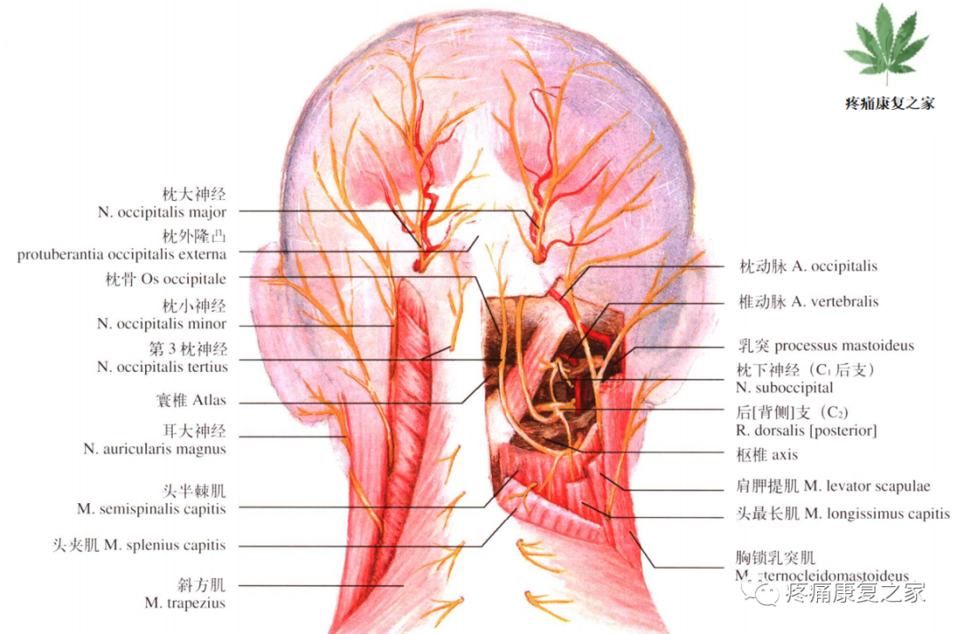 枕神经解剖与阻滞技巧