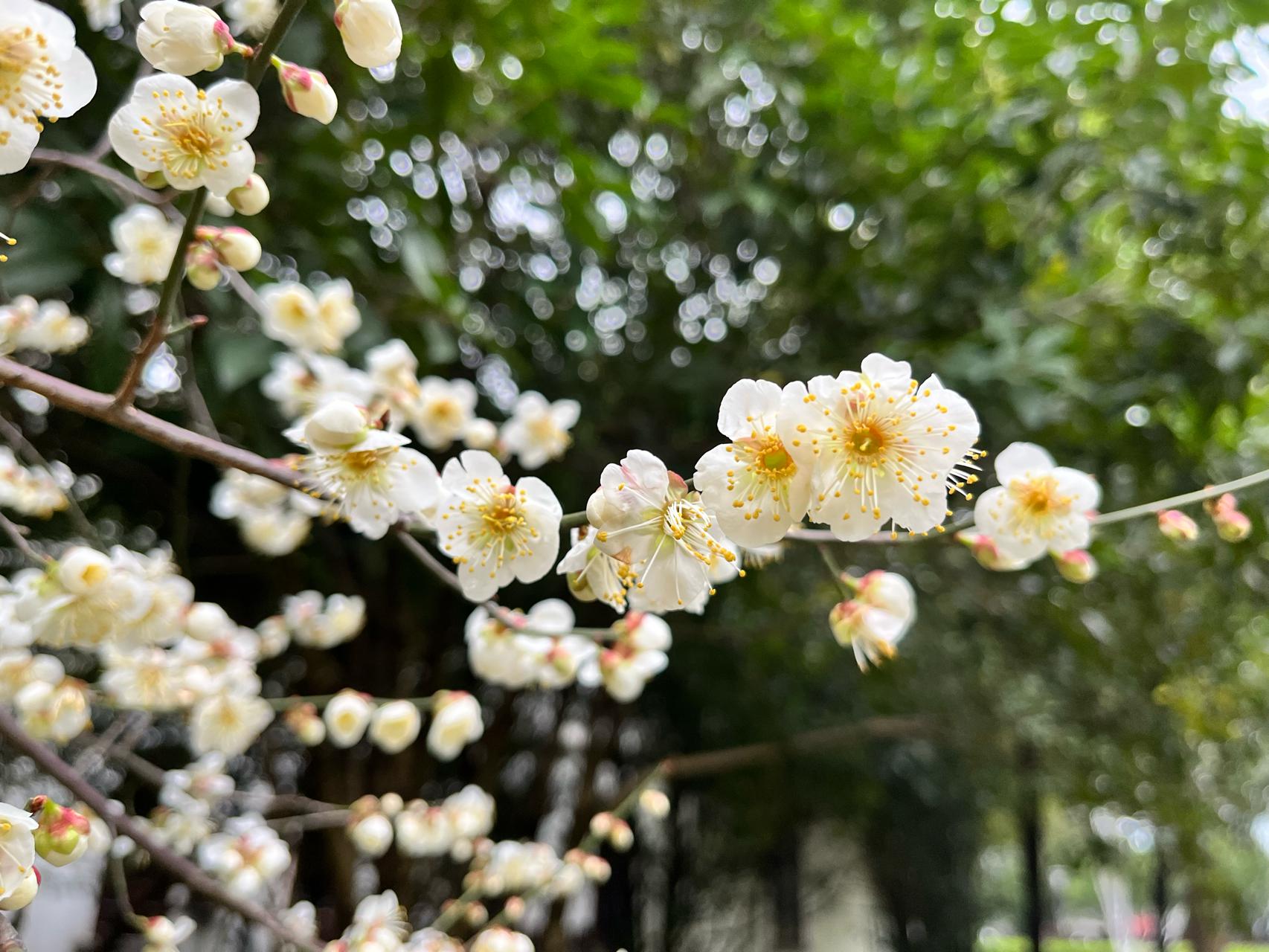 橘子洲头梅花图片