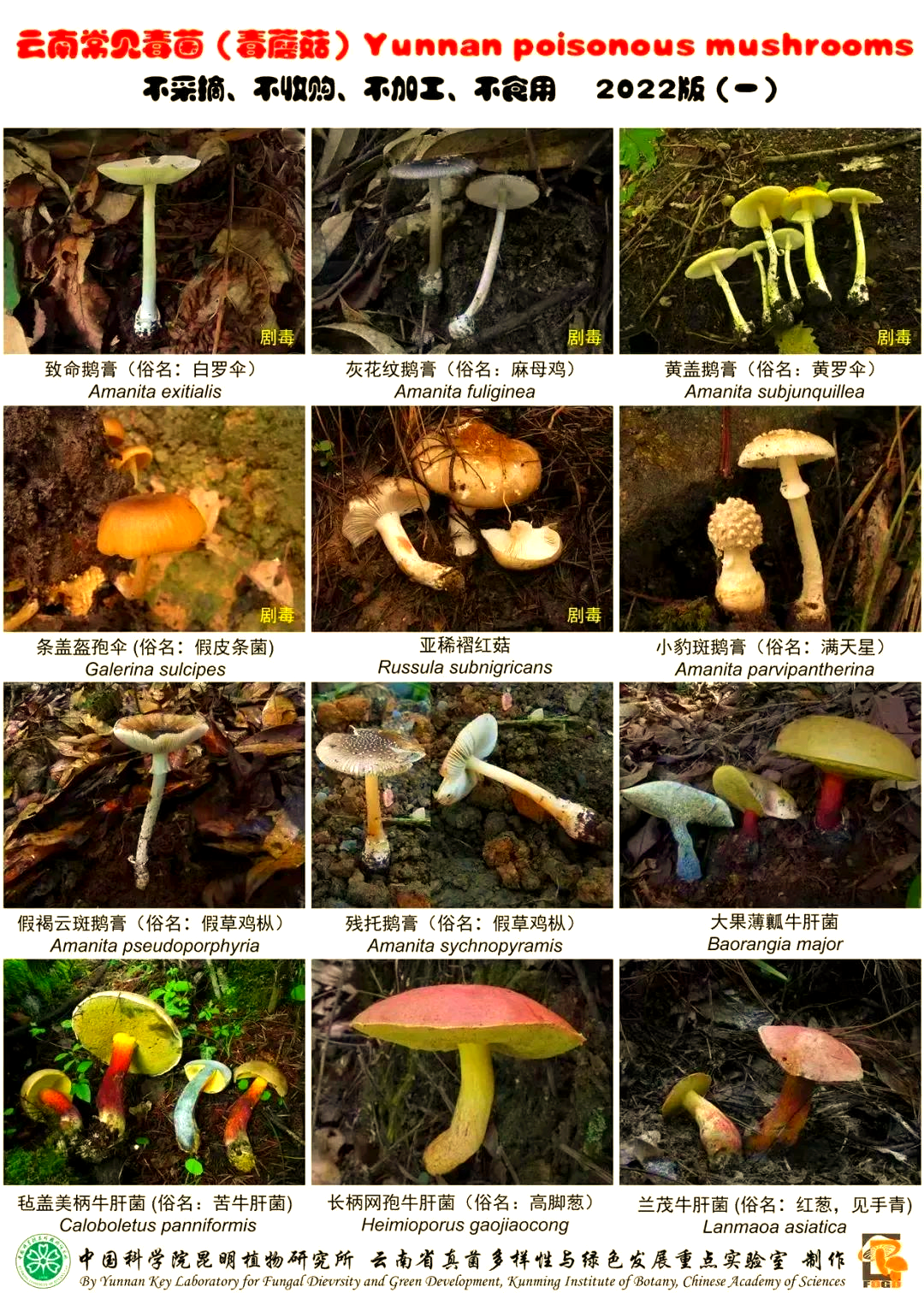 野生菌中毒的多种临床表现及预防方法