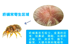 犬疥螨病:一种高发性的瘙痒性皮肤病