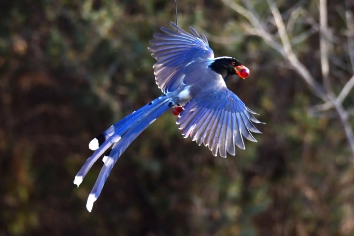 十种漂亮的蓝色鸟类