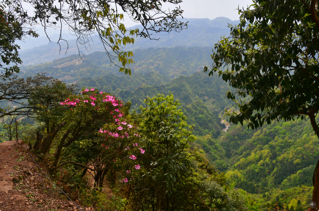 世界级稀有物种睡莲叶杜鹃,绽放四川古蔺虎头山,云海花伴十分壮美!