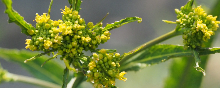 十字花科植物具什么雄蕊什么胎座?