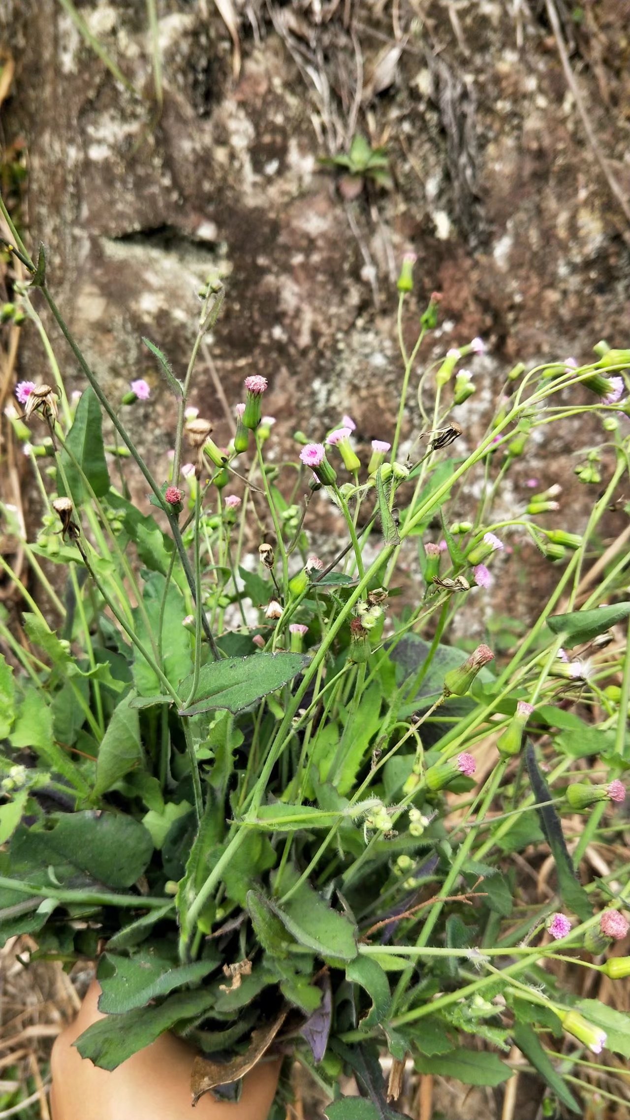 探寻神奇植物的奥秘——一点红