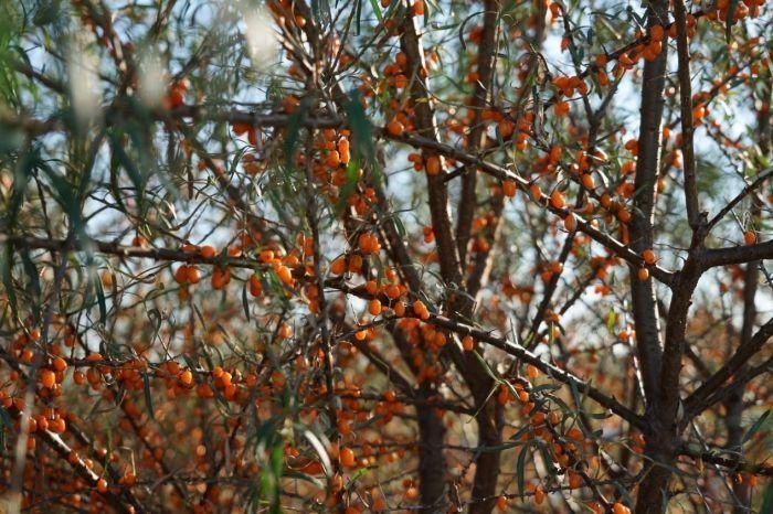 黑龙江庆安:擦亮"医药产业核心区"金字招牌
