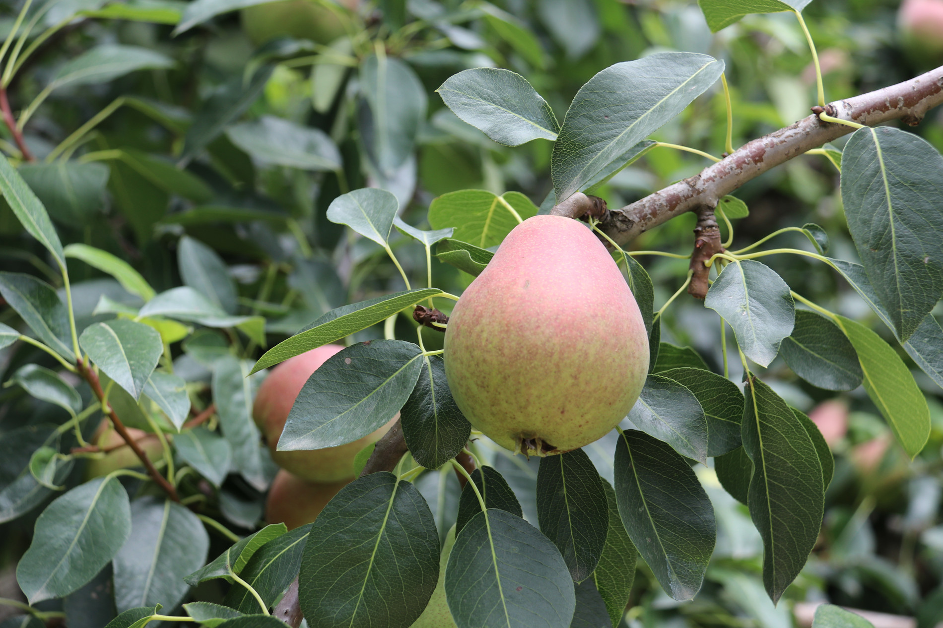 茄梨- 热门商品专区