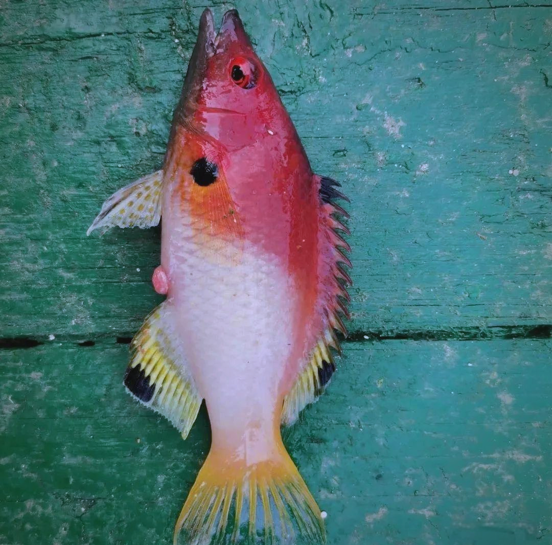 探索西沙石斑鱼的绚丽世界:十种鱼类的神秘探索