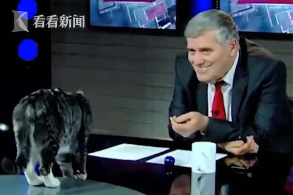 直播被猫抢风头 格鲁吉亚电视台节目现欢乐一幕