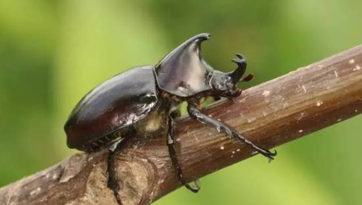 姬兜虫有什么用