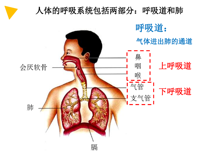 气道口在人体什么部位图片