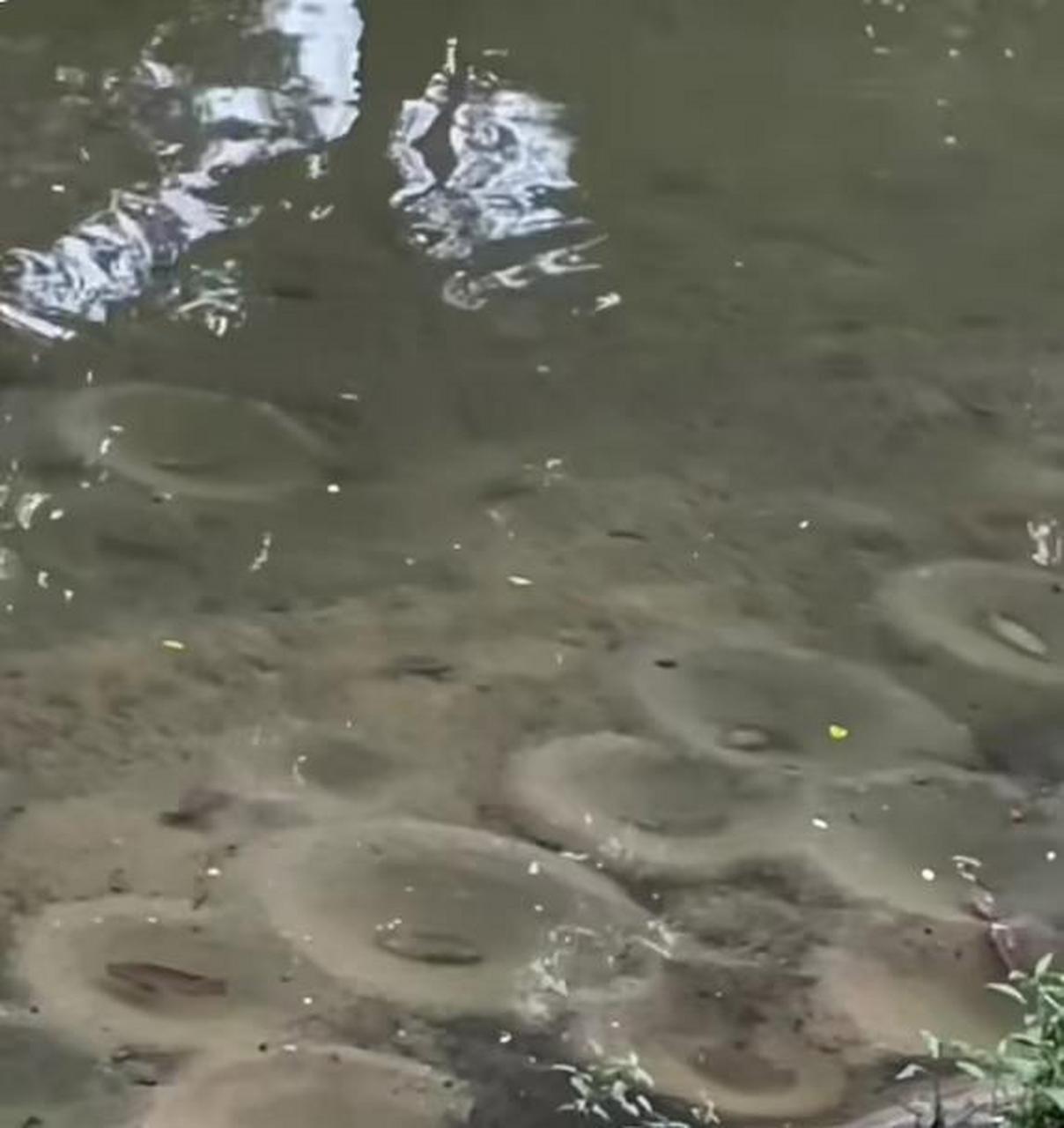 原来鱼窝长这样子