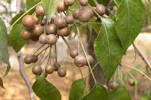 过去农村老人称为"浑身是宝"的杜黎树,如今却无人种植