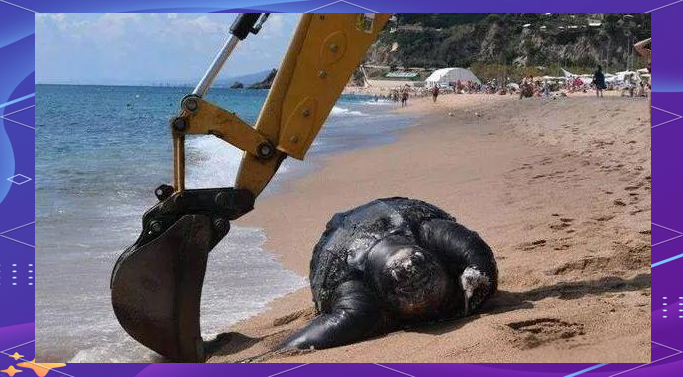 探秘棱皮龟:龟类中的最大海龟