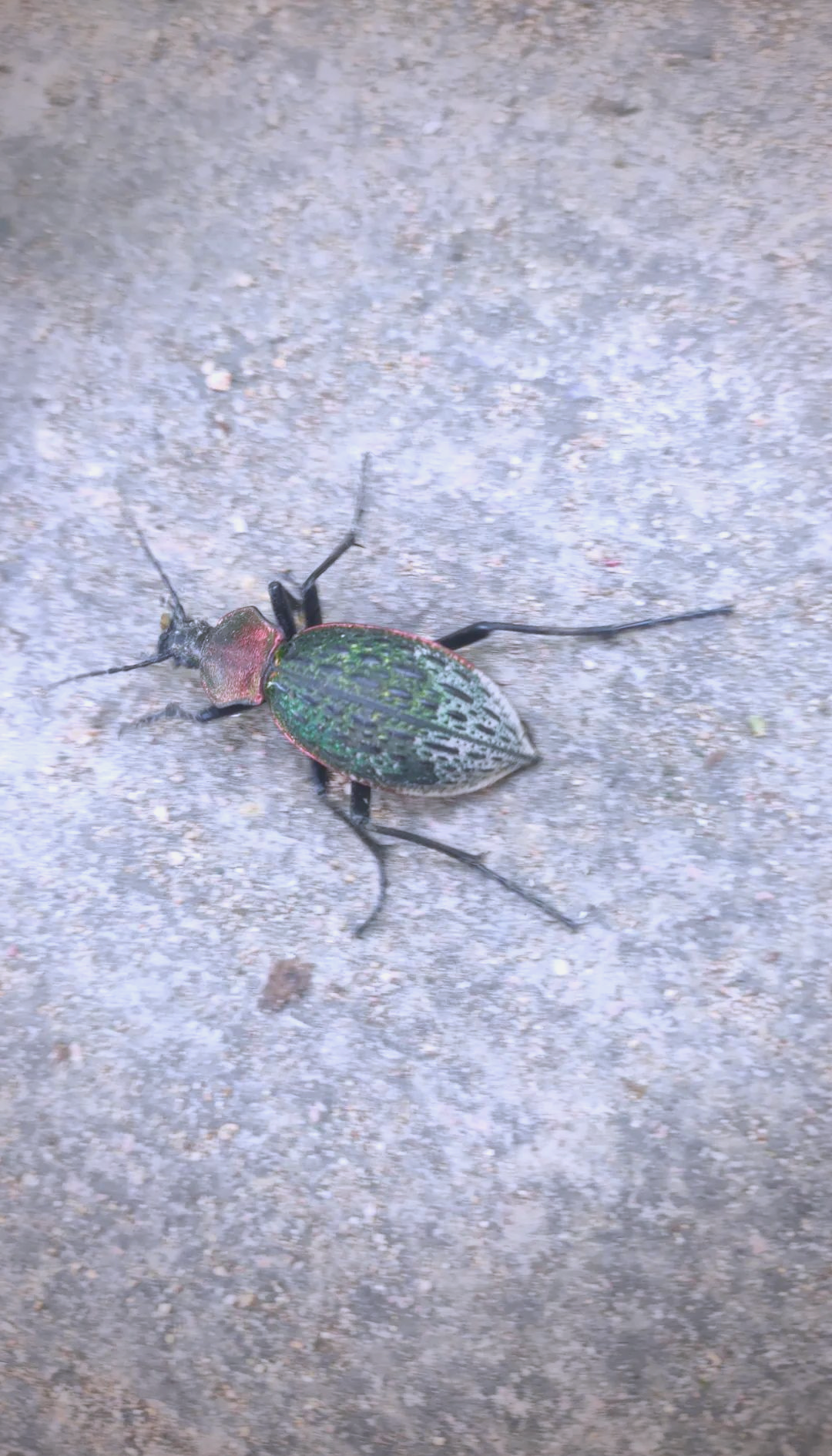 杭州余杭户外课程惊现珍稀昆虫